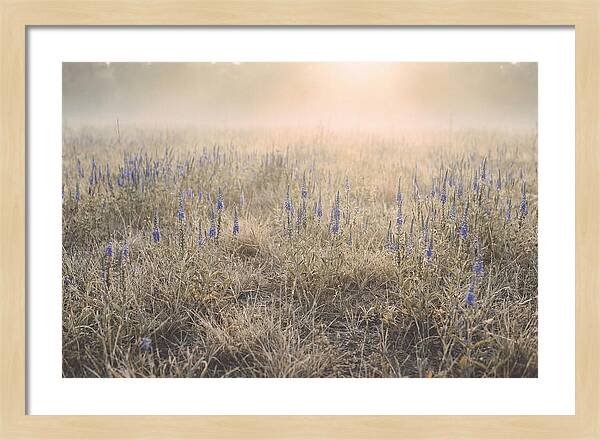Veronica Speedwell Spikes In Misty Light