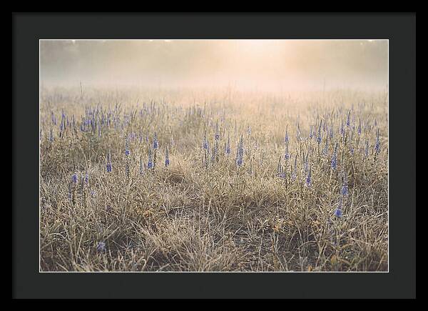 Veronica Speedwell Spikes In Misty Light