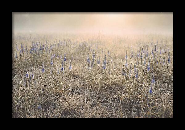Veronica Speedwell Spikes In Misty Light