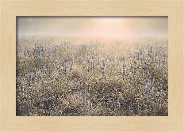 Veronica Speedwell Spikes In Misty Light