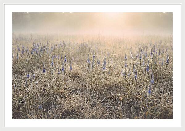 Veronica Speedwell Spikes In Misty Light