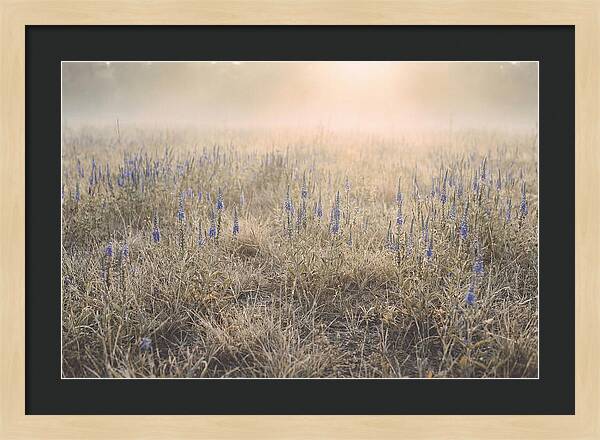 Veronica Speedwell Spikes In Misty Light