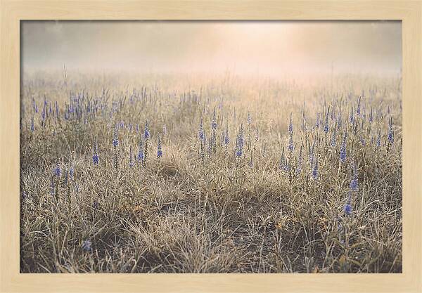 Veronica Speedwell Spikes In Misty Light