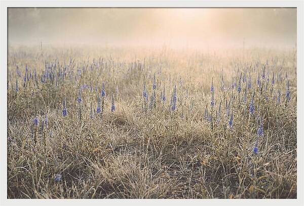 Veronica Speedwell Spikes In Misty Light