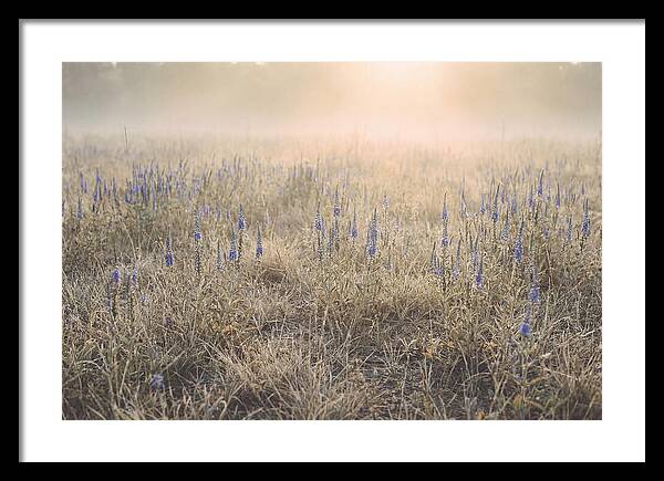 Veronica Speedwell Spikes In Misty Light