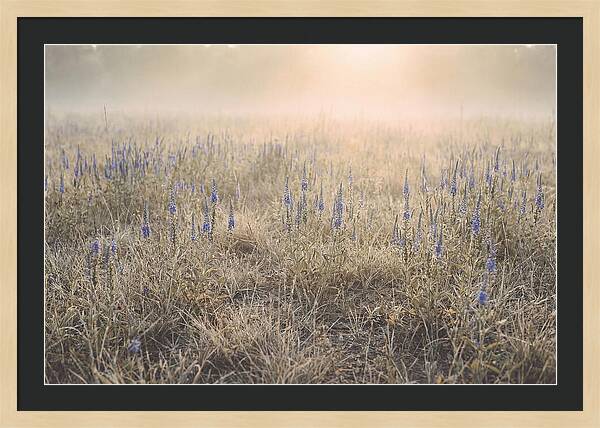 Veronica Speedwell Spikes In Misty Light