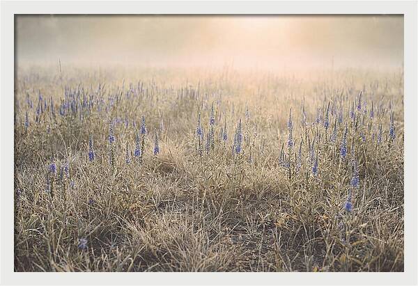 Veronica Speedwell Spikes In Misty Light
