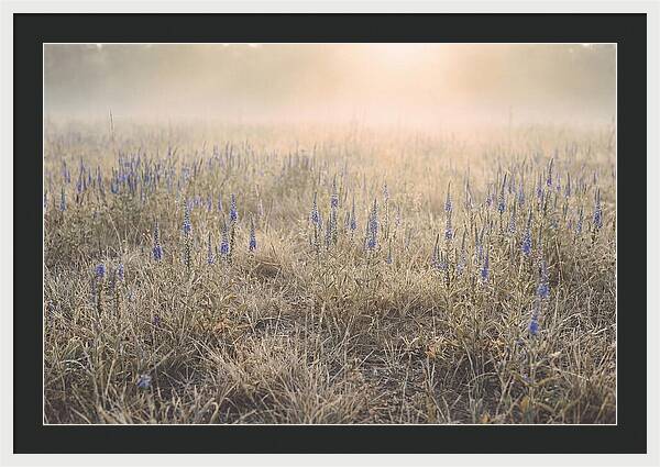Veronica Speedwell Spikes In Misty Light