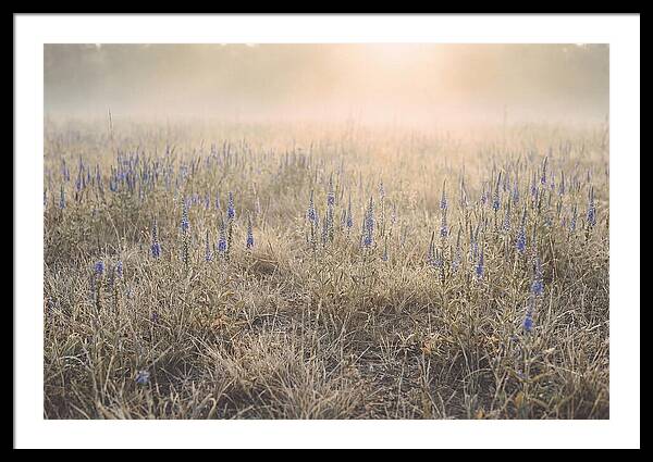 Veronica Speedwell Spikes In Misty Light