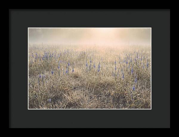 Veronica Speedwell Spikes In Misty Light