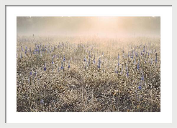 Veronica Speedwell Spikes In Misty Light