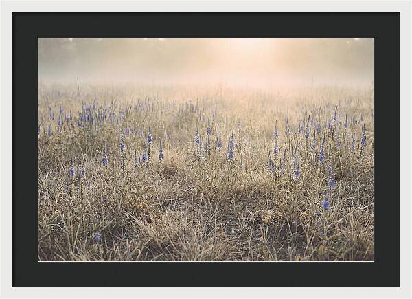 Veronica Speedwell Spikes In Misty Light