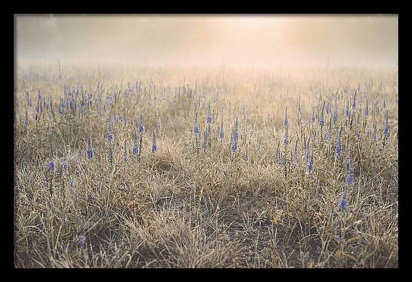 Veronica Speedwell Spikes In Misty Light