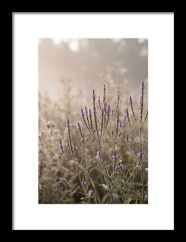 Vervain In Morning Light