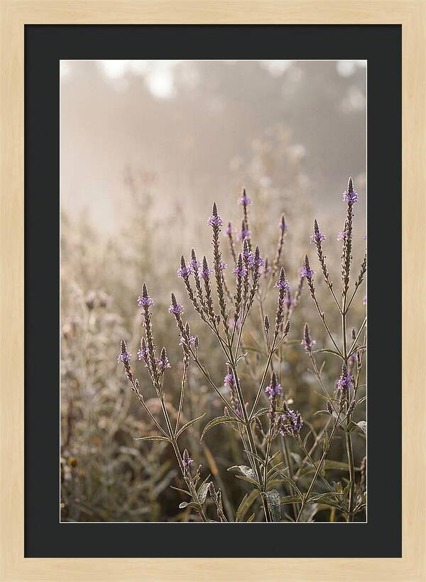 Vervain In Morning Light