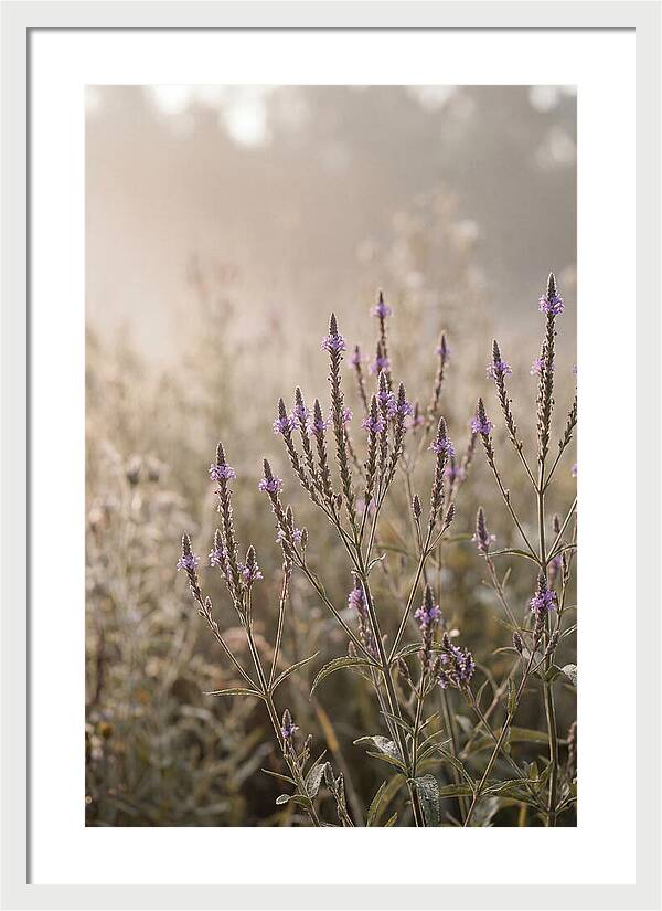 Vervain In Morning Light