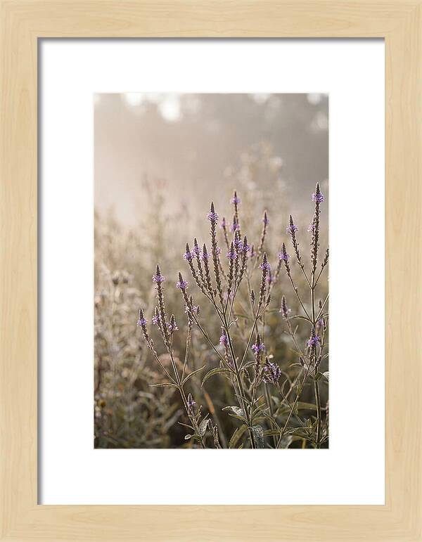 Vervain In Morning Light