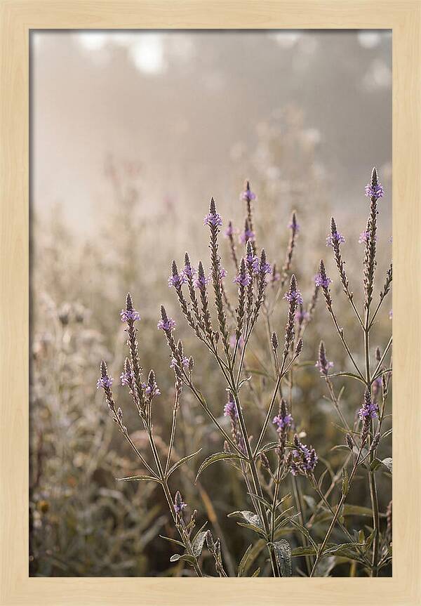 Vervain In Morning Light