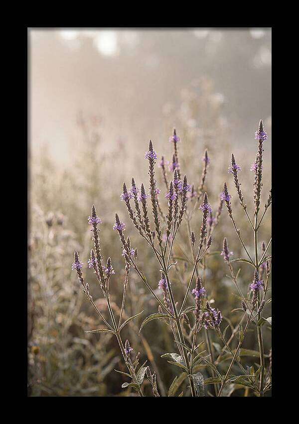 Vervain In Morning Light