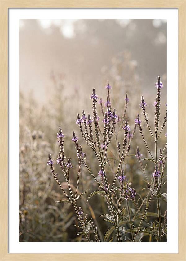 Vervain In Morning Light