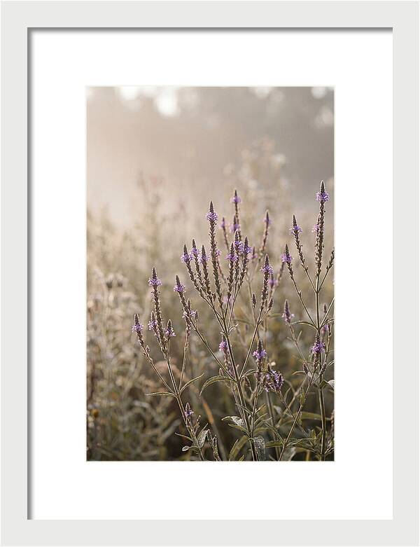 Vervain In Morning Light