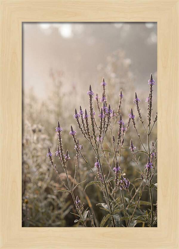 Vervain In Morning Light