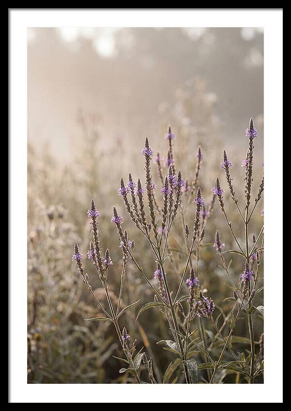 Vervain In Morning Light
