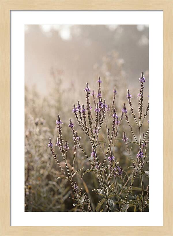 Vervain In Morning Light