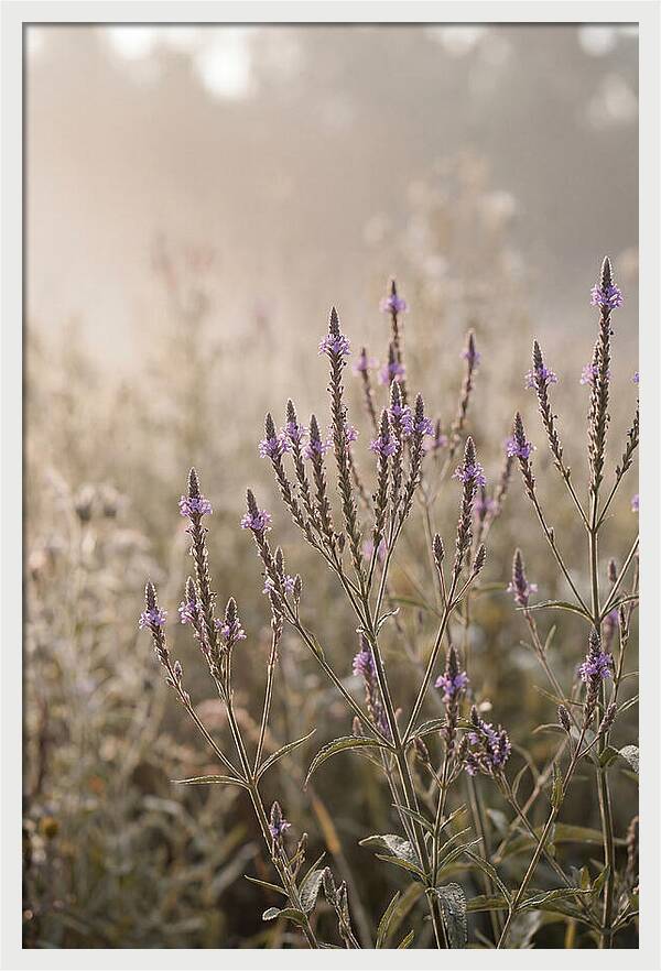 Vervain In Morning Light