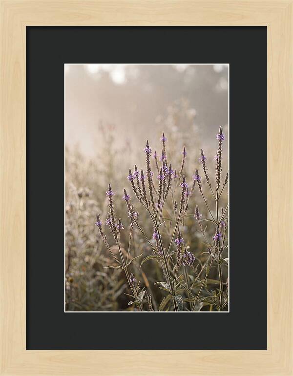 Vervain In Morning Light