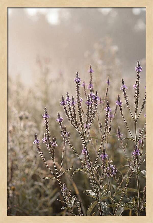 Vervain In Morning Light