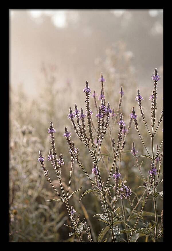 Vervain In Morning Light
