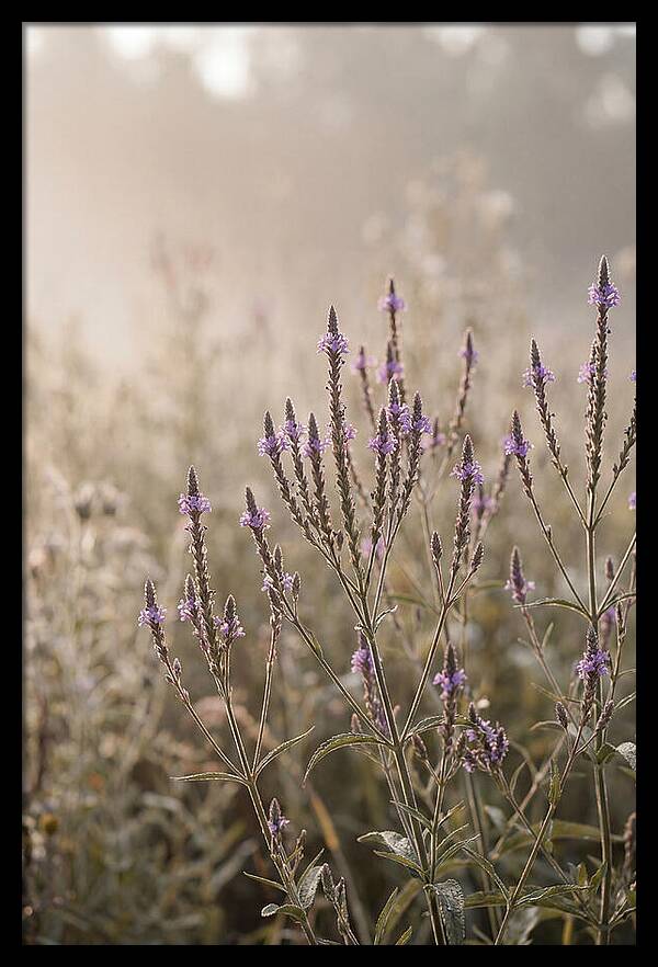 Vervain In Morning Light