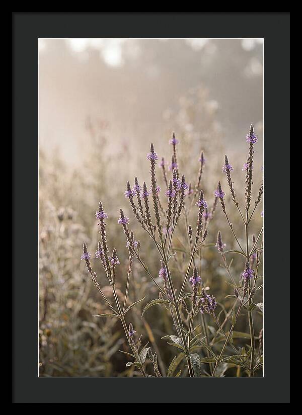 Vervain In Morning Light