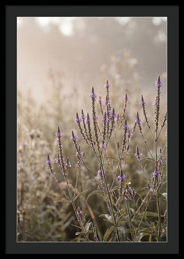 Vervain In Morning Light