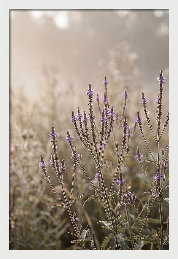 Vervain In Morning Light