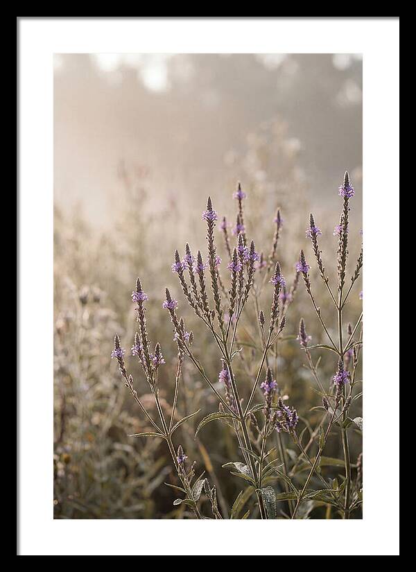 Vervain In Morning Light