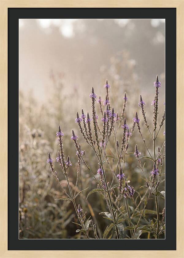 Vervain In Morning Light
