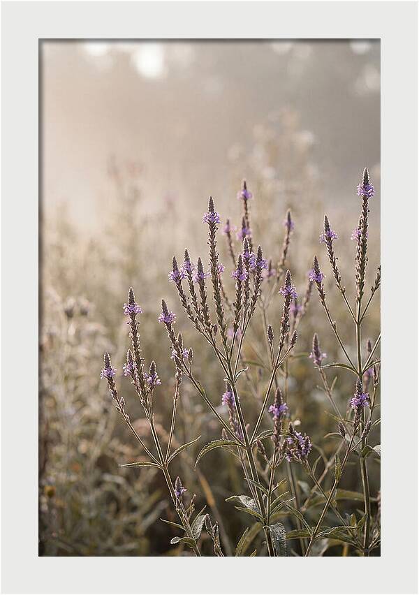 Vervain In Morning Light