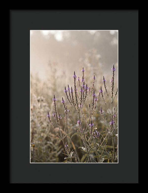 Vervain In Morning Light