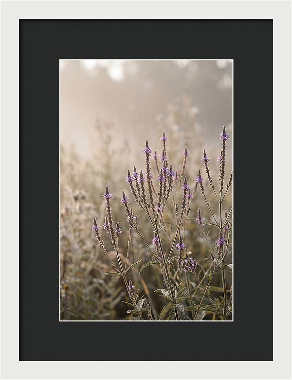 Vervain In Morning Light