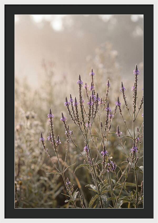 Vervain In Morning Light