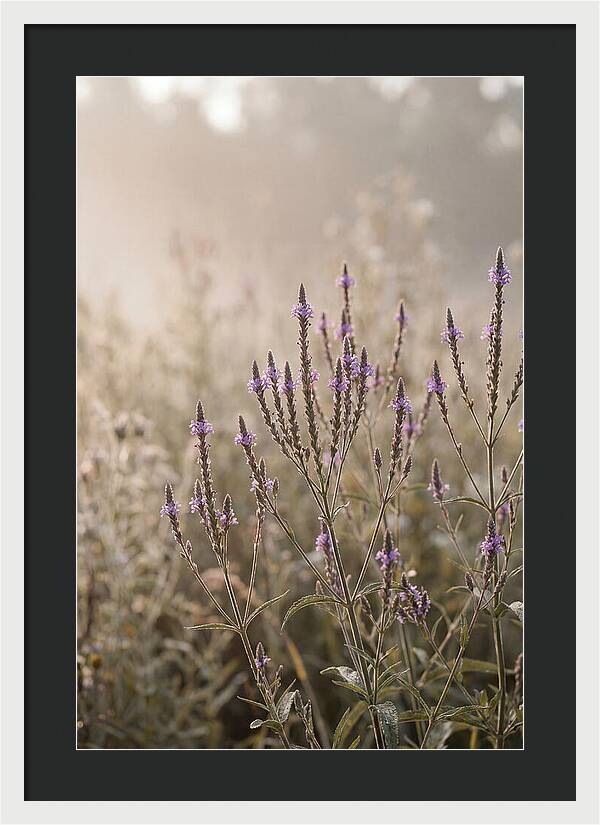Vervain In Morning Light