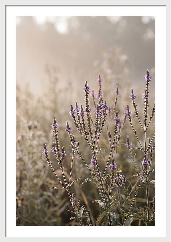 Vervain In Morning Light