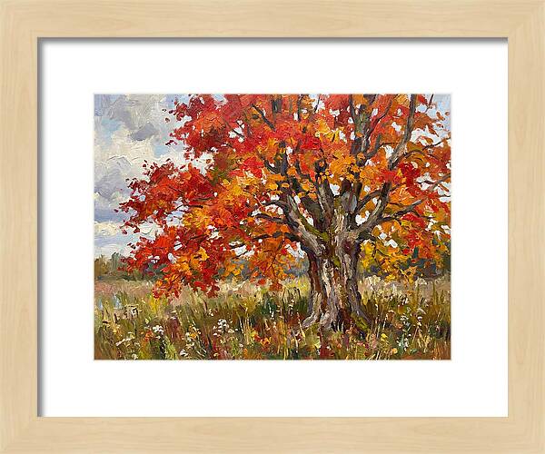 Vibrant Autumn Maple Tree