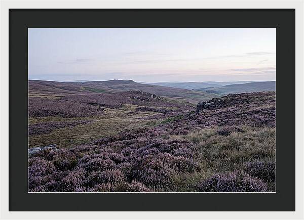 Vibrant Blooms Of North York Moors