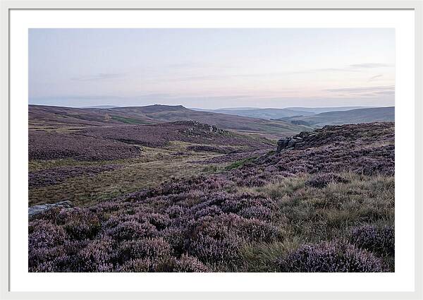 Vibrant Blooms Of North York Moors