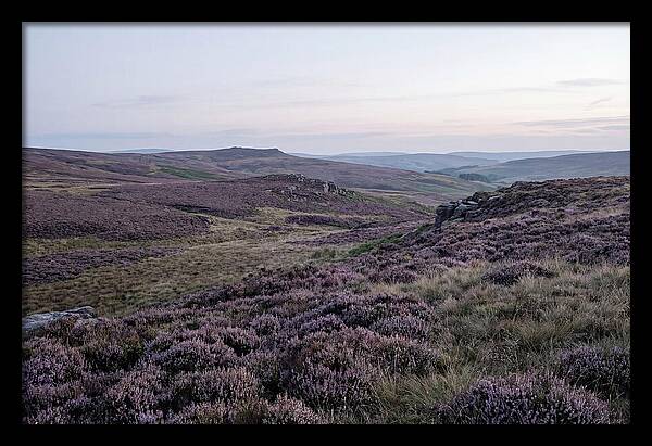 Vibrant Blooms Of North York Moors