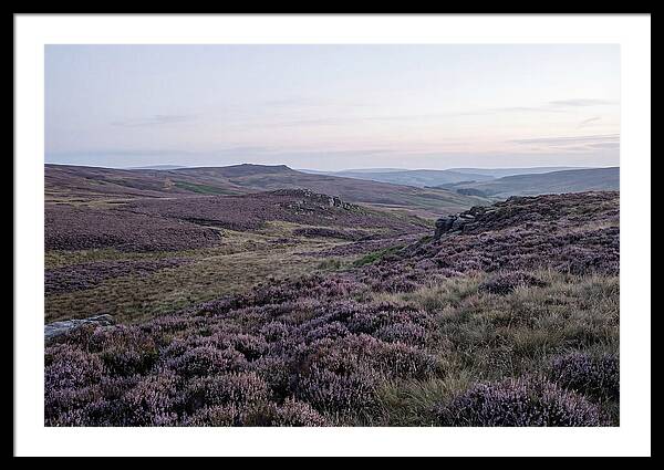 Vibrant Blooms Of North York Moors