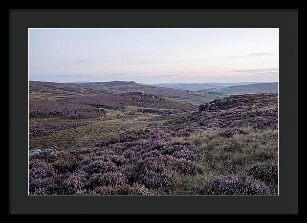 Vibrant Blooms Of North York Moors